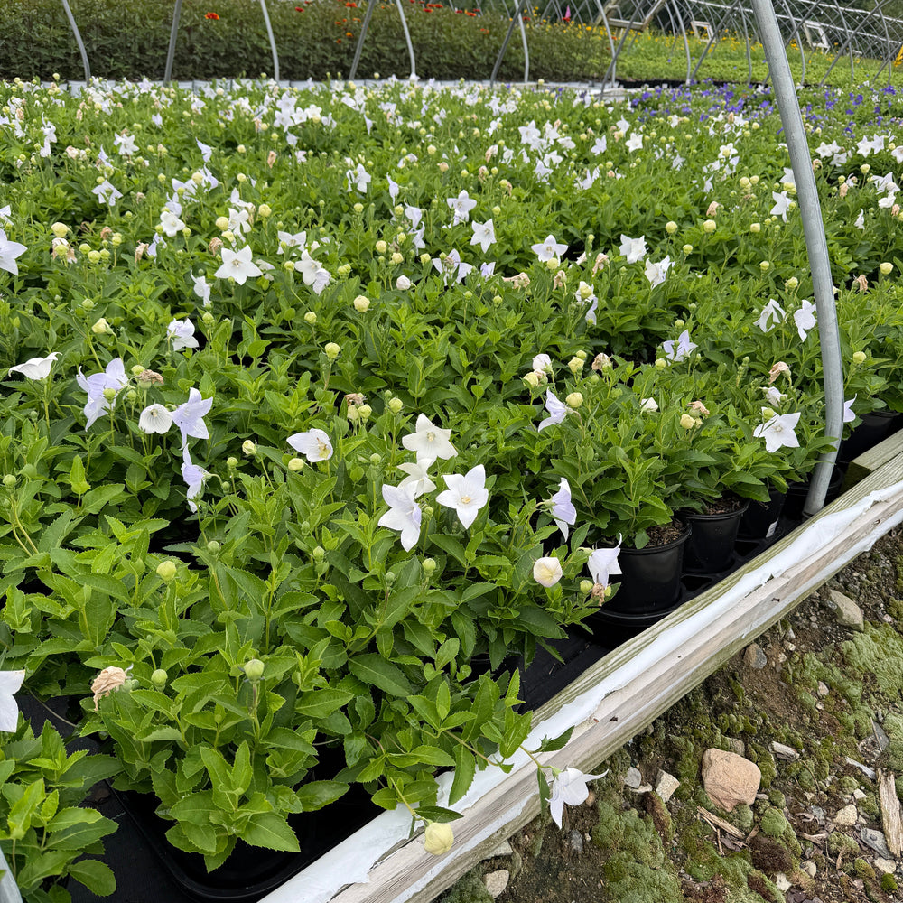 Astra White Balloon Flower |Spotswood Greenery