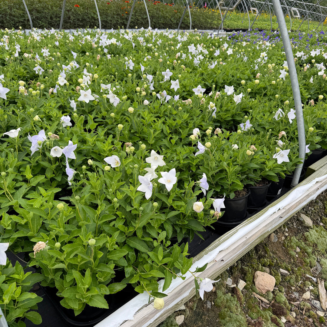 Astra White Balloon Flower |Spotswood Greenery