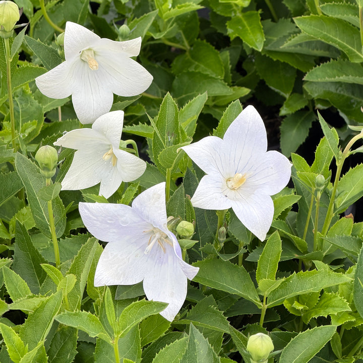 Astra White Balloon Flower |Spotswood Greenery