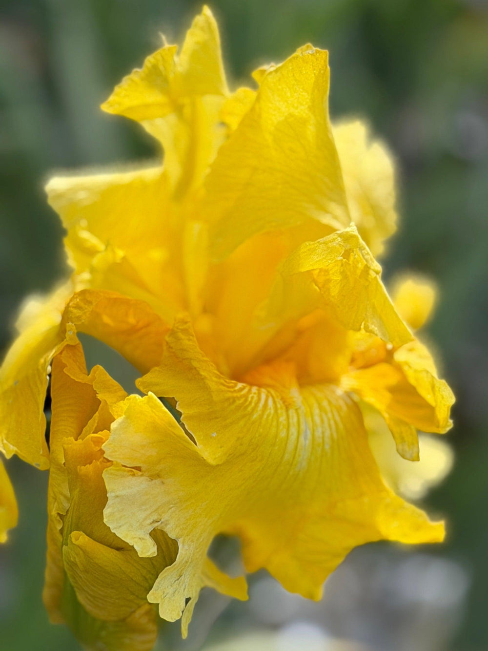 Pleasant Peasant Bearded Iris |Spotswood Greenery