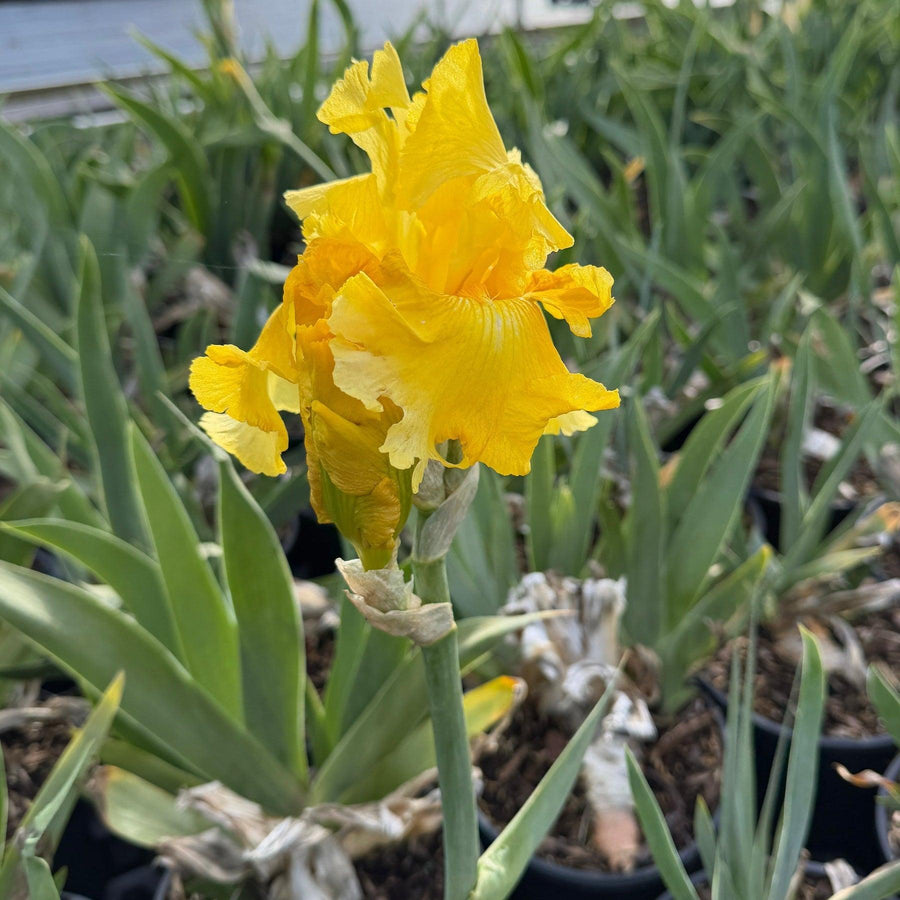 Pleasant Peasant Bearded Iris |Spotswood Greenery