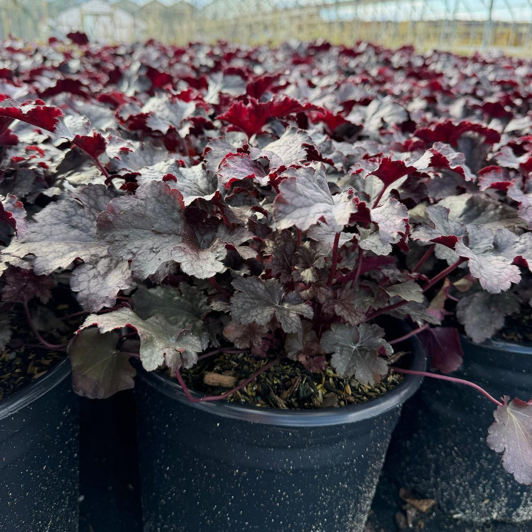 Plum Pudding Coral Bells |Spotswood Greenery