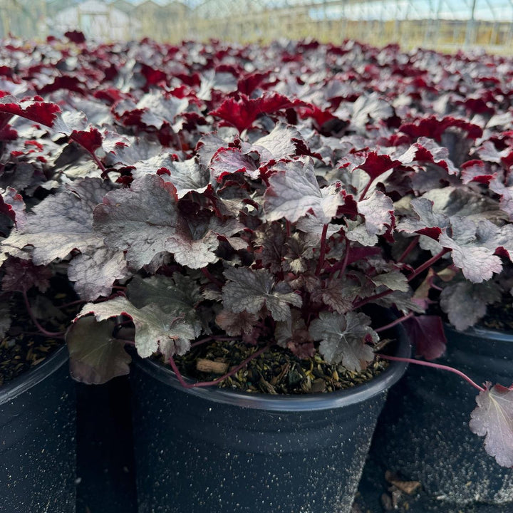 Plum Pudding Coral Bells |Spotswood Greenery