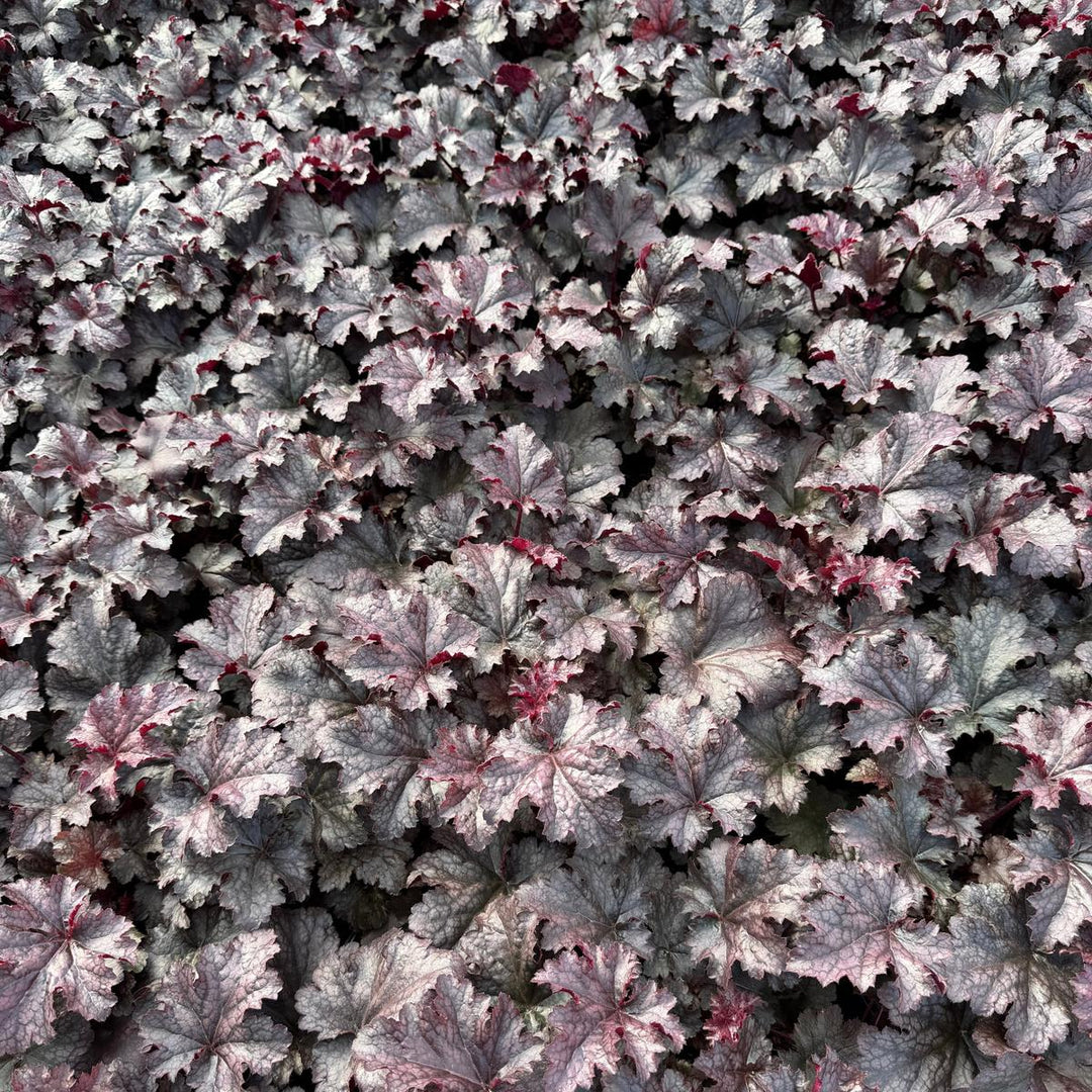 Plum Pudding Coral Bells |Spotswood Greenery