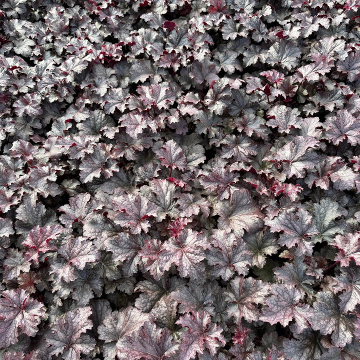 Plum Pudding Coral Bells |Spotswood Greenery