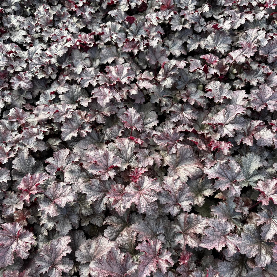 Plum Pudding Coral Bells |Spotswood Greenery