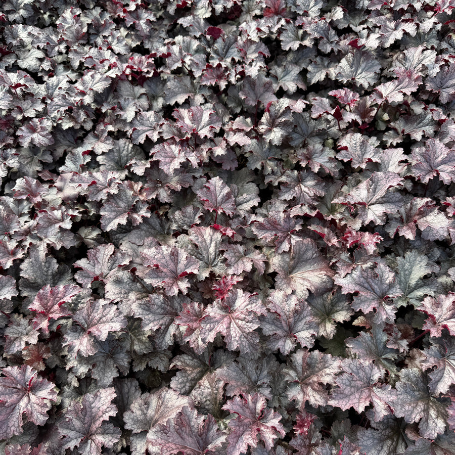 Plum Pudding Coral Bells