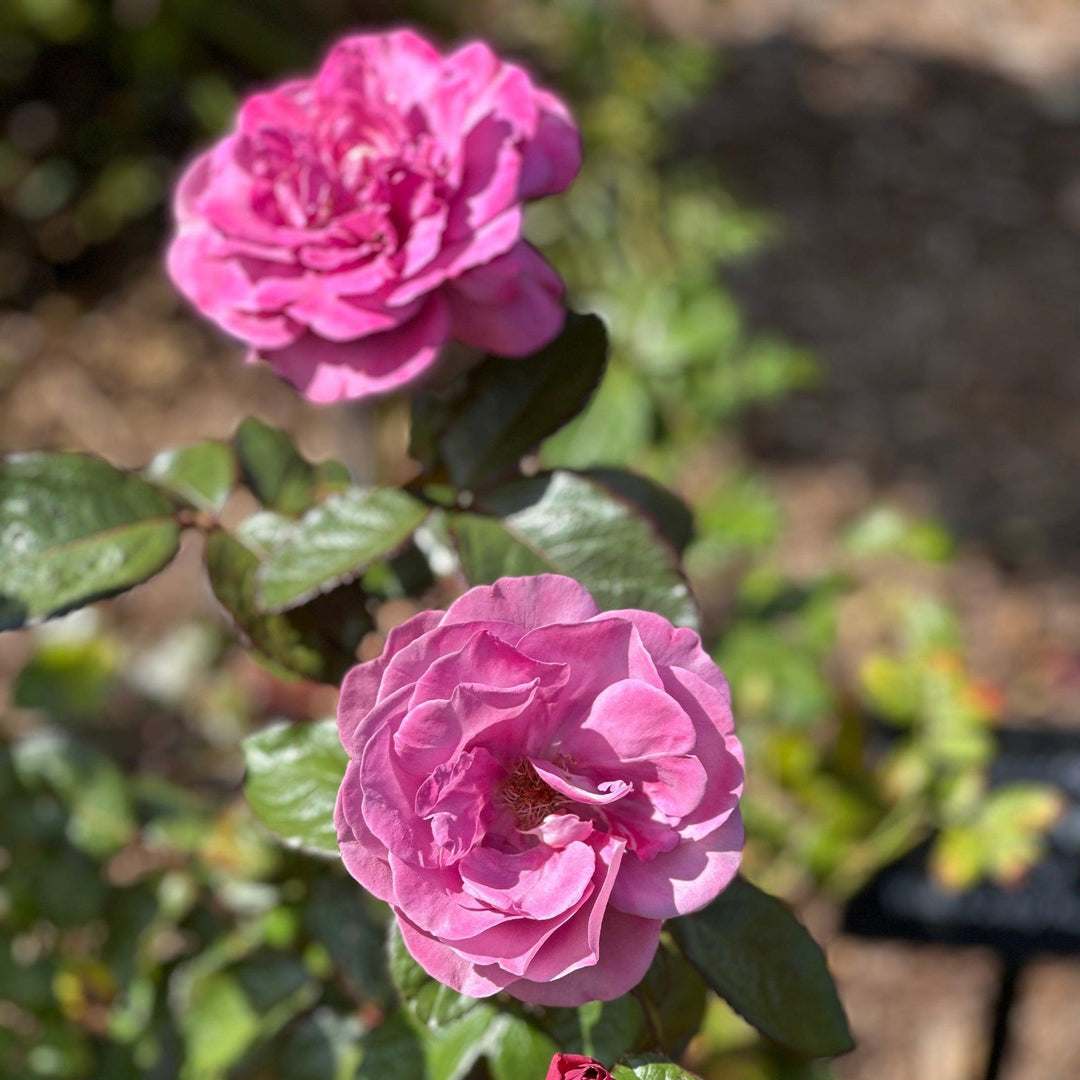 Sunbelt® Plum Perfect Rose