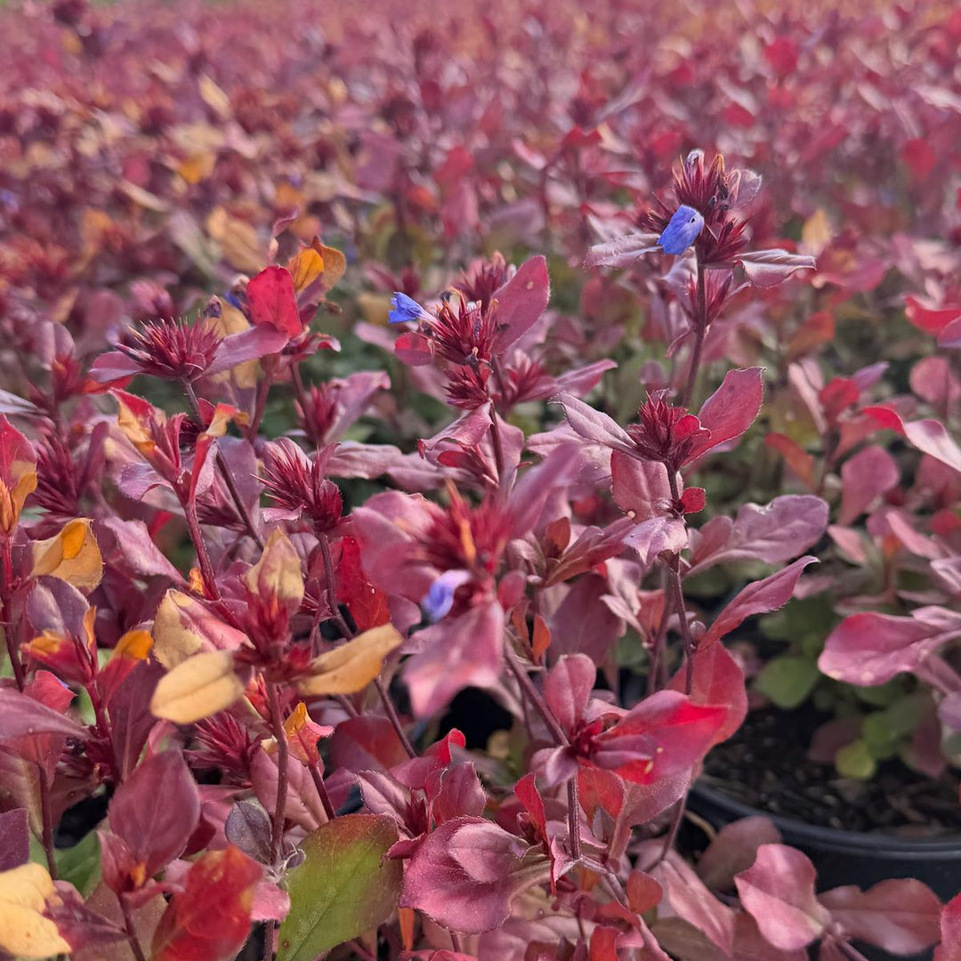 Plumbago |Spotswood Greenery