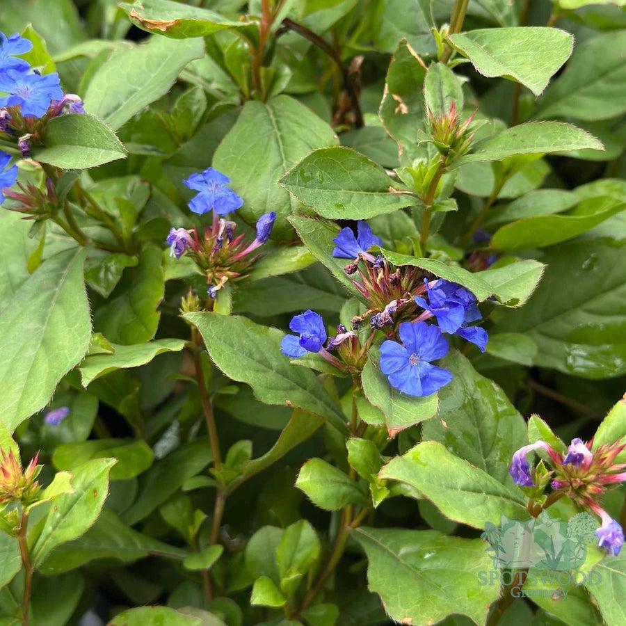 Plumbago |Spotswood Greenery