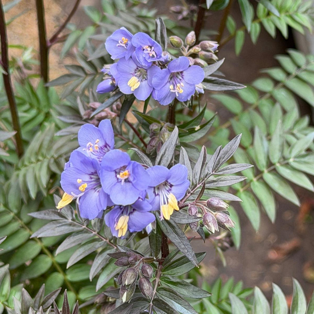 Polemonium Heaven Scent |Spotswood Greenery