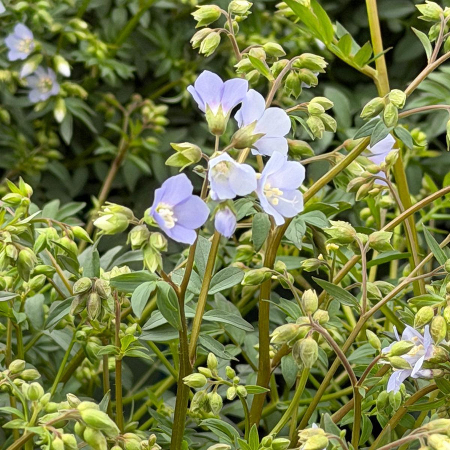 Jacob's Ladder |Spotswood Greenery