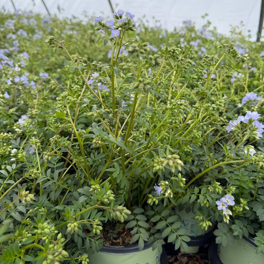 Jacob's Ladder |Spotswood Greenery
