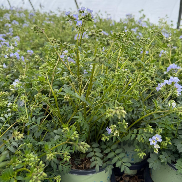 Jacob's Ladder |Spotswood Greenery