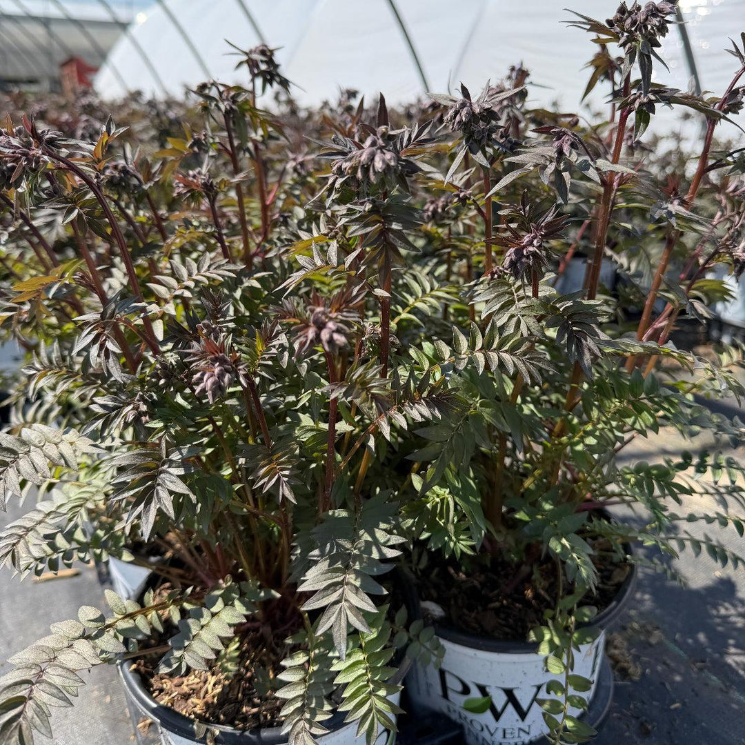 Polemonium Heaven Scent |Spotswood Greenery