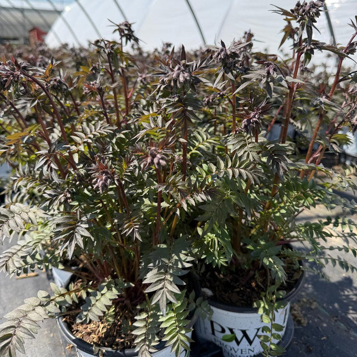 Polemonium Heaven Scent |Spotswood Greenery