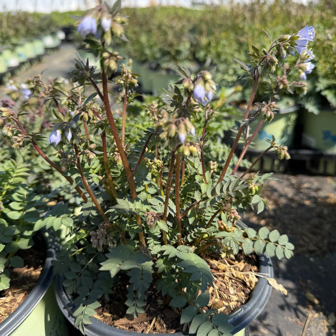 Stairway to Heaven Jacob's Ladder |Spotswood Greenery