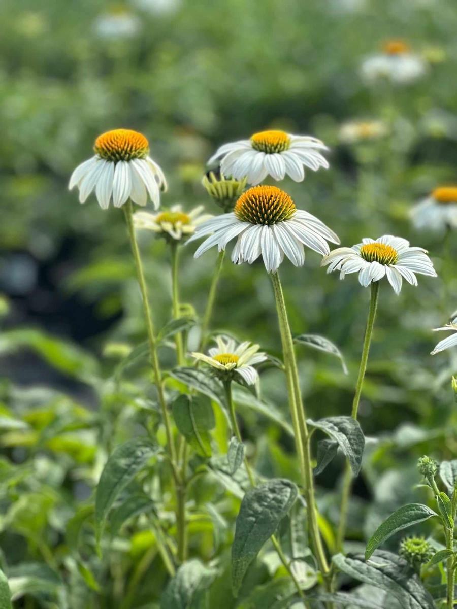 Pow Wow® White Coneflower |Spotswood Greenery