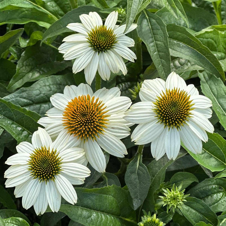 Pow Wow® White Coneflower |Spotswood Greenery