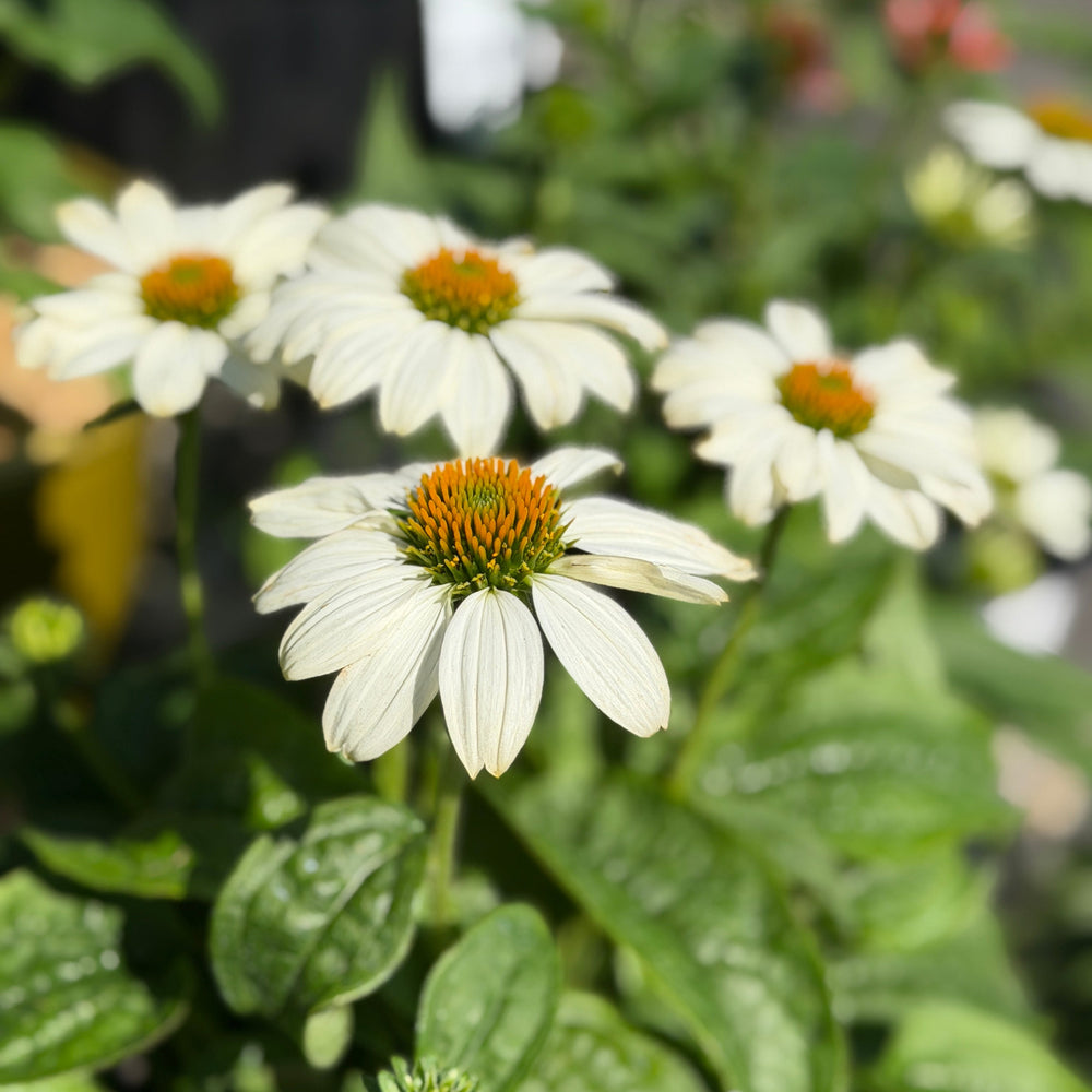 Pow Wow White Coneflower |Spotswood Greenery
