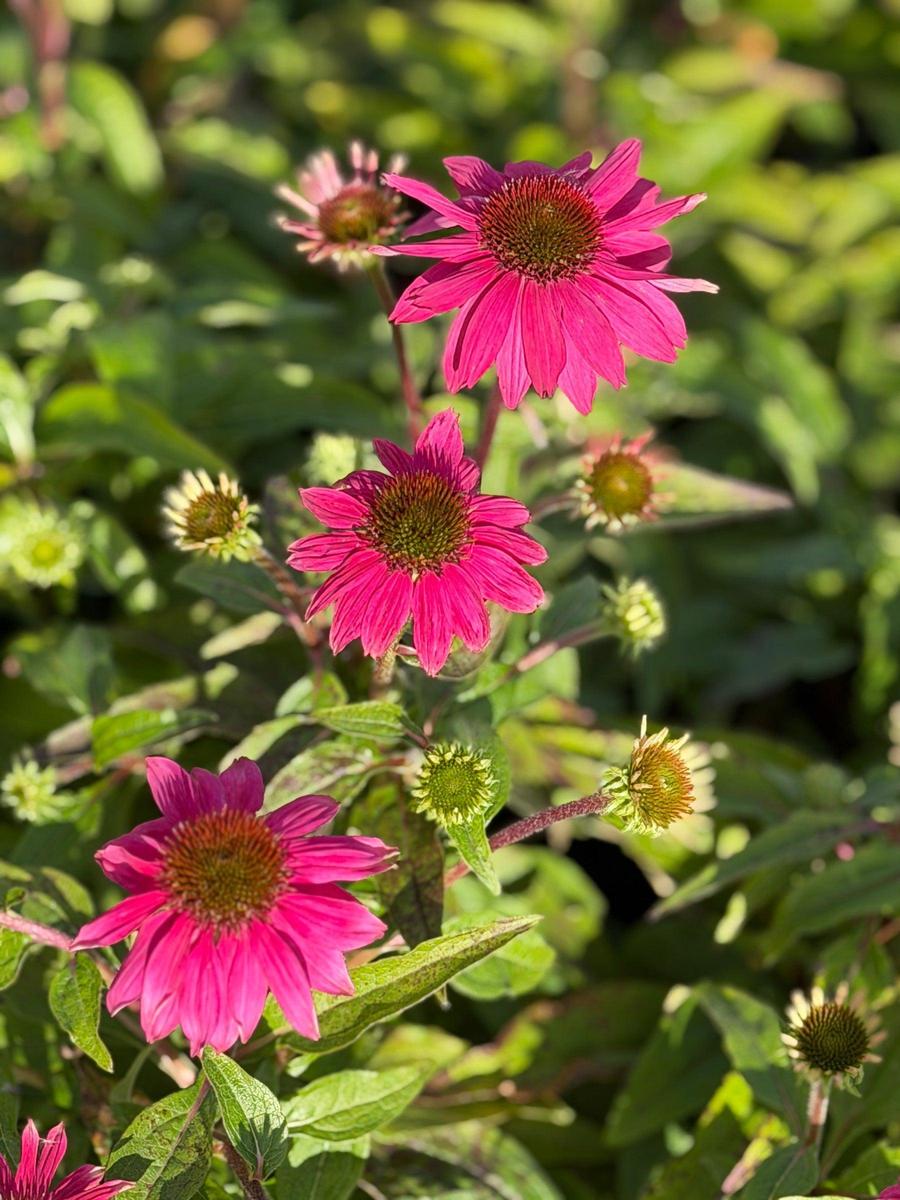 Pow Wow® Wildberry Coneflower |Spotswood Greenery