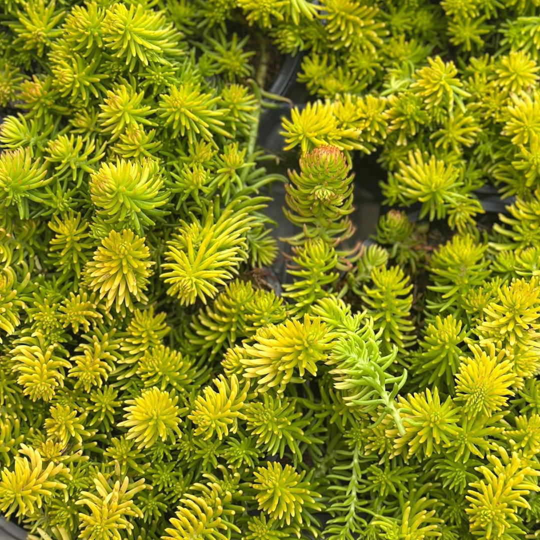 Prima Angelina Stonecrop |Spotswood Greenery