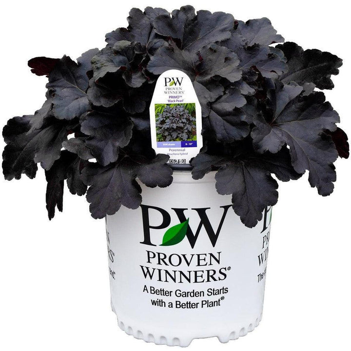Primo® Black Pearl Coral Bells- | Proven Winners®