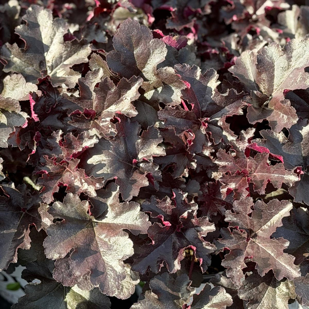 Primo® Black Pearl Coral Bells |Spotswood Greenery