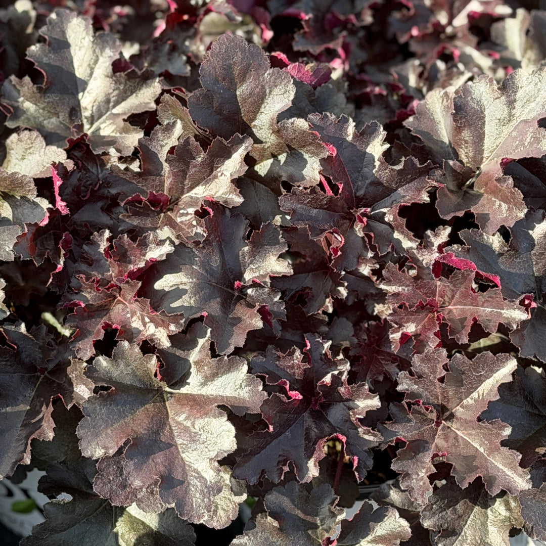 Primo® Black Pearl Coral Bells