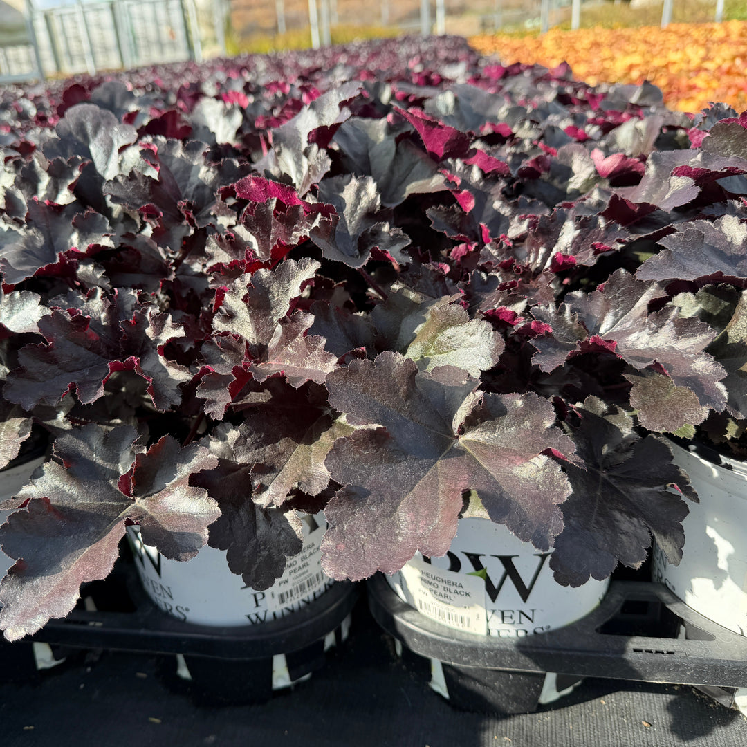 Primo® Black Pearl Coral Bells