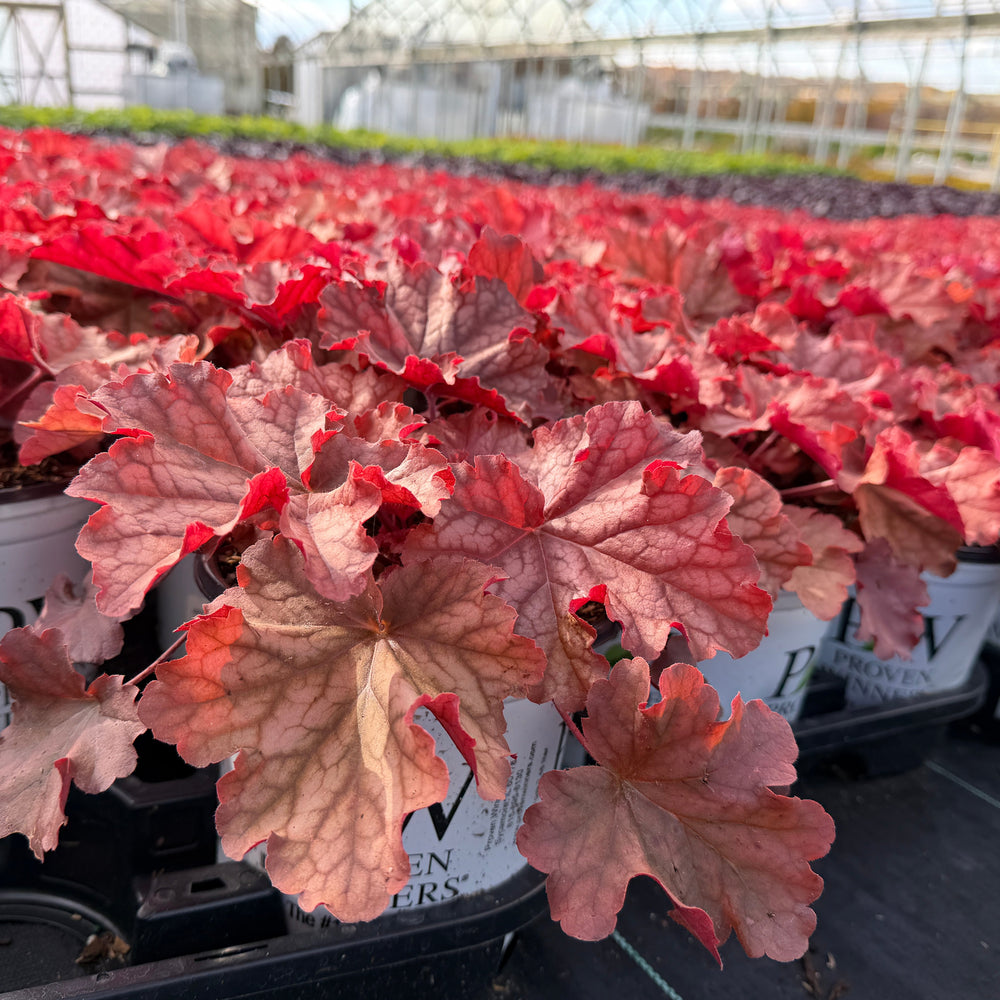 Primo™ Peachberry Ice Coral Bells |Spotswood Greenery