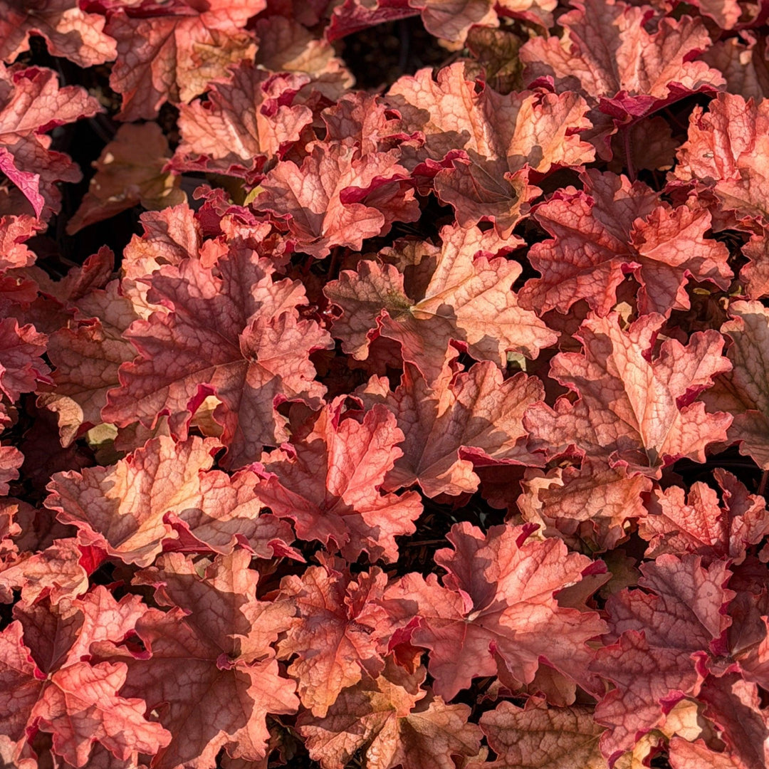 Primo™ Peachberry Ice Coral Bells |Spotswood Greenery
