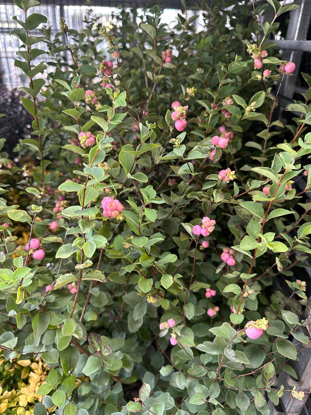 Proud Berry® Coral Berry