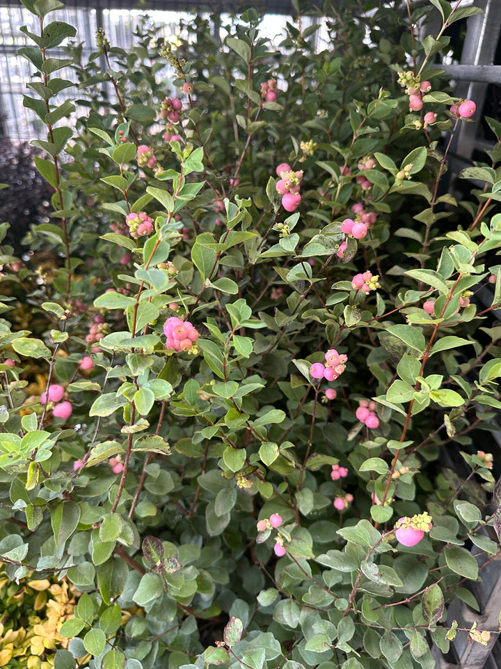 Proud Berry® Coral Berry |Spotswood Greenery
