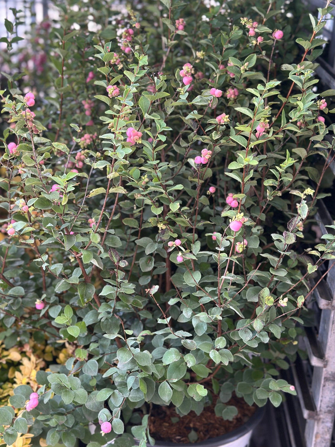 Proud Berry® Coral Berry |Spotswood Greenery