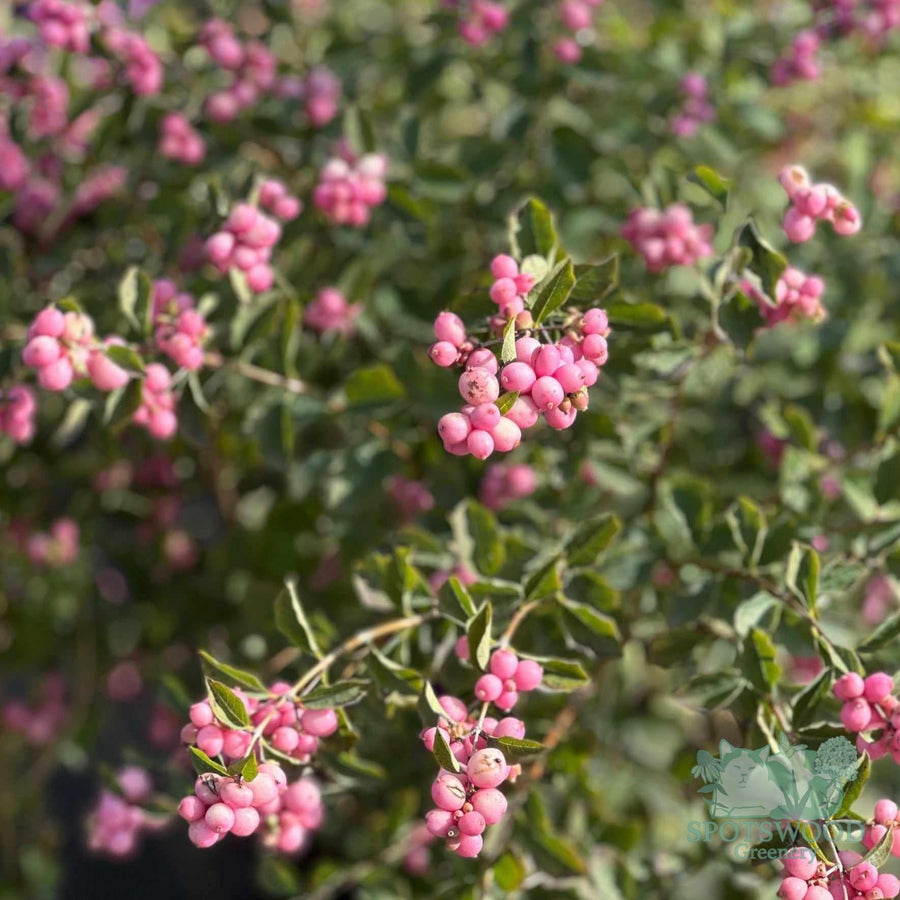 Proud Berry® Coral Berry |Spotswood Greenery