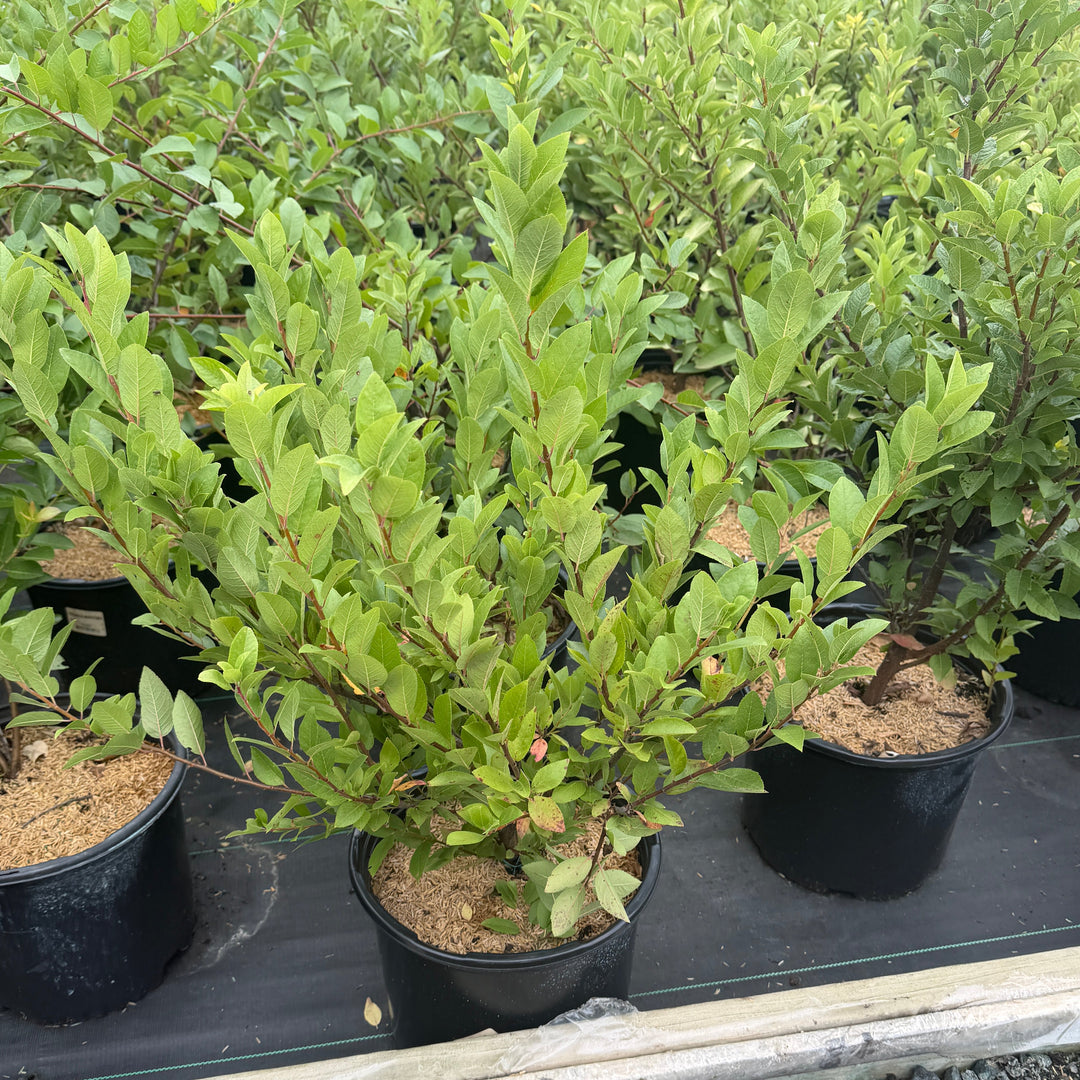 A potted green shrub or small tree with dense oval leaves in a black nursery pot |Spotswood Greenery