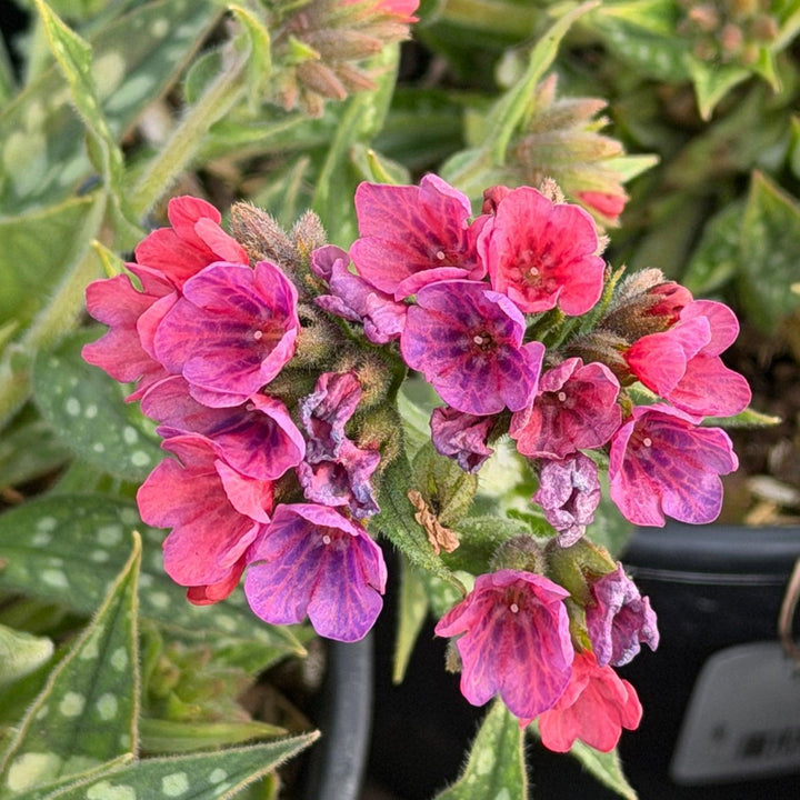 Pulmonaria_raspberry_splash |Spotswood Greenery