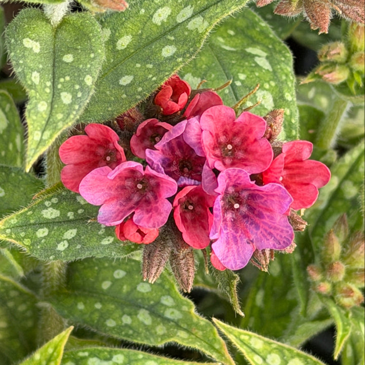 Pulmonaria_raspberry_splash |Spotswood Greenery