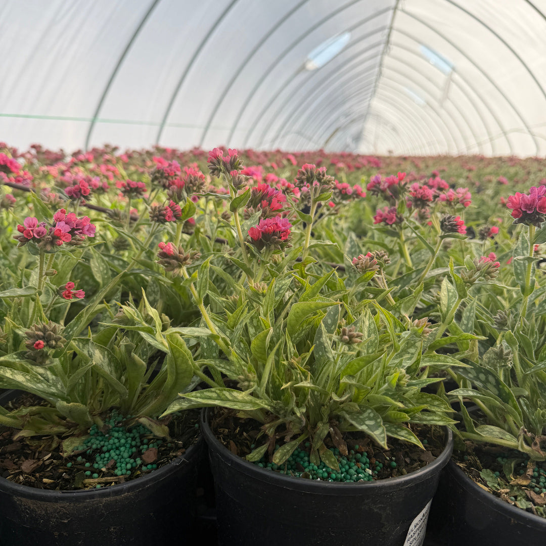 Pulmonaria_raspberry_splash |Spotswood Greenery