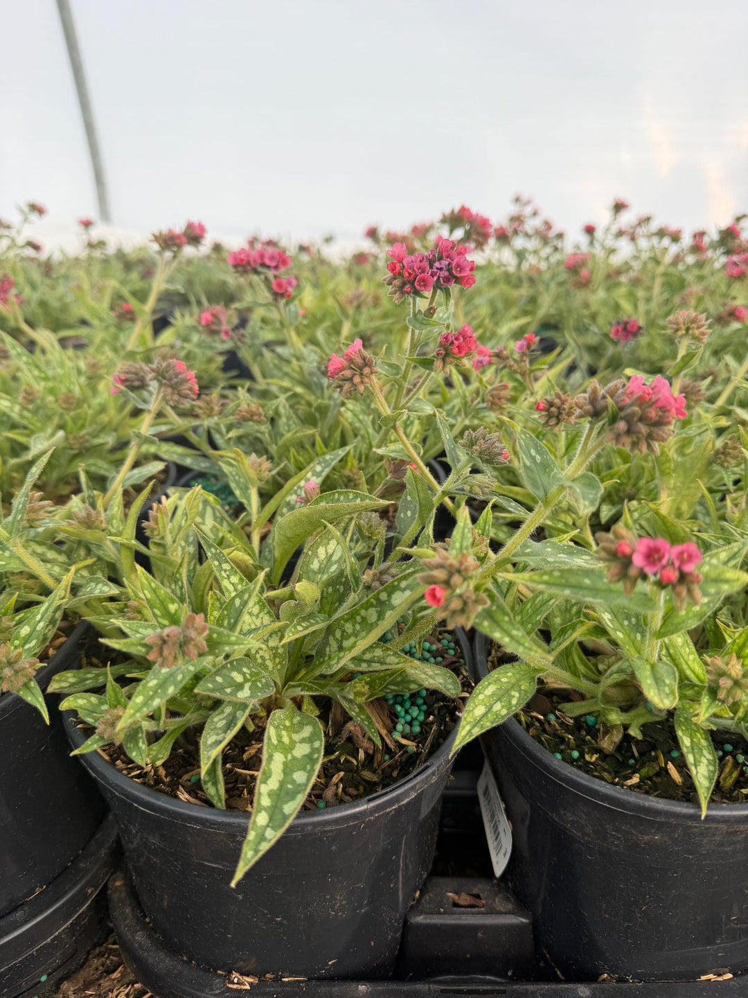 Pulmonaria_raspberry_splash |Spotswood Greenery