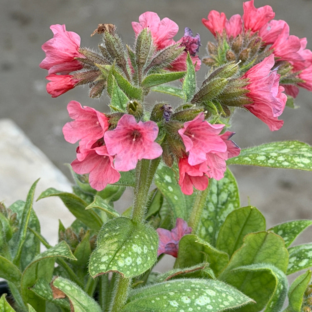 Shrimps on the barbie lungwort |Spotswood Greenery