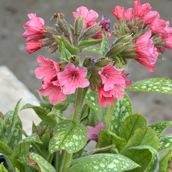 Shrimps on the barbie lungwort |Spotswood Greenery