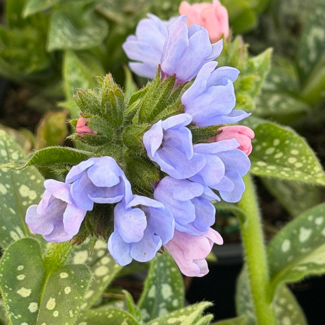 Twinkle toes lungwort|Spotswood Greenery 