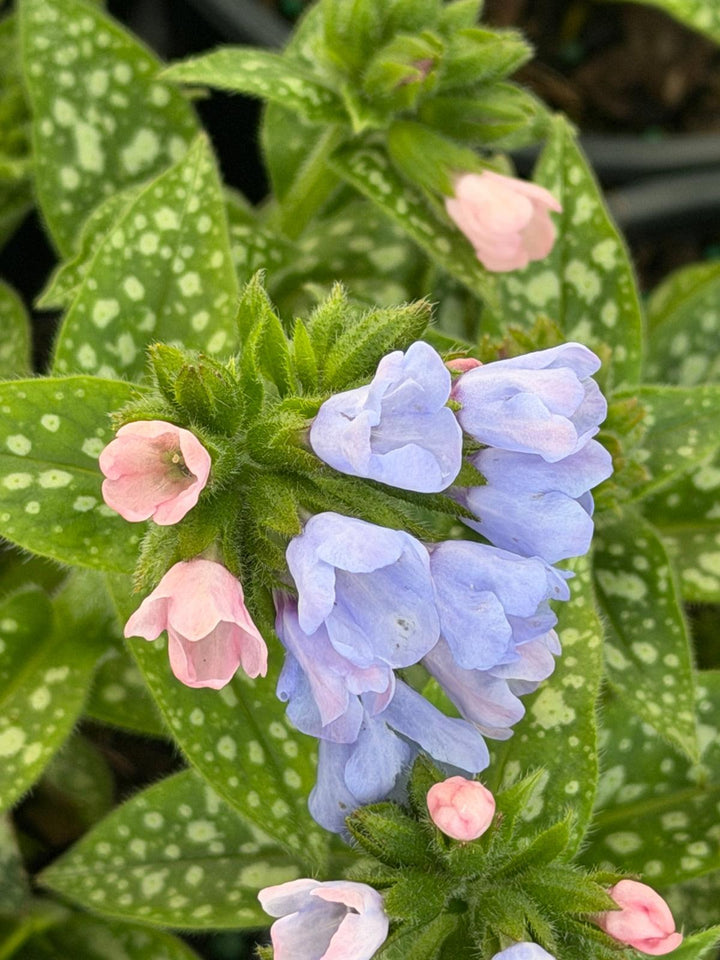 Twinkle toes lungwort|Spotswood Greenery 