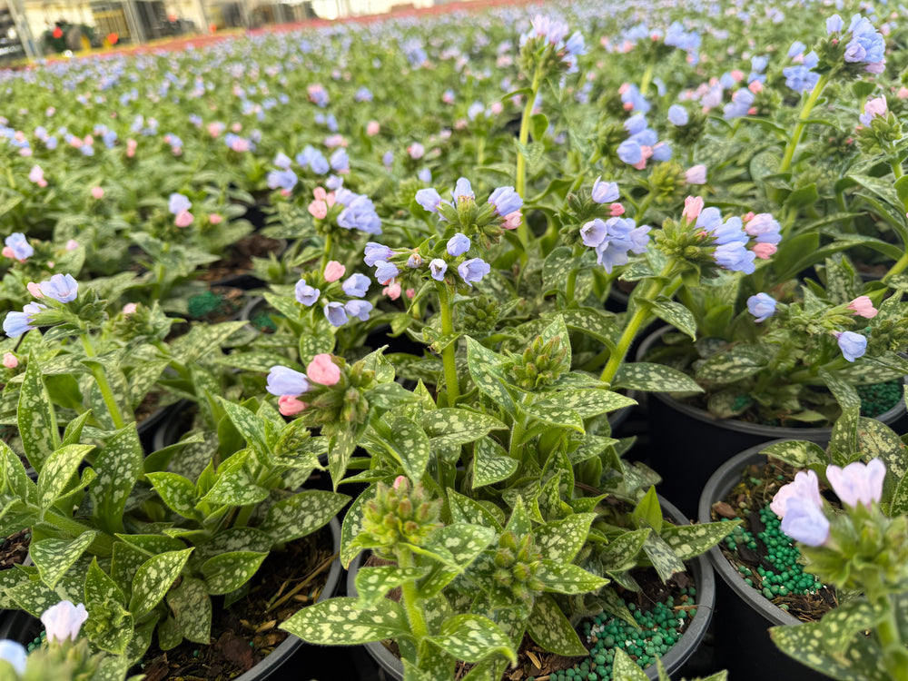 Twinkle toes lungwort|Spotswood Greenery 