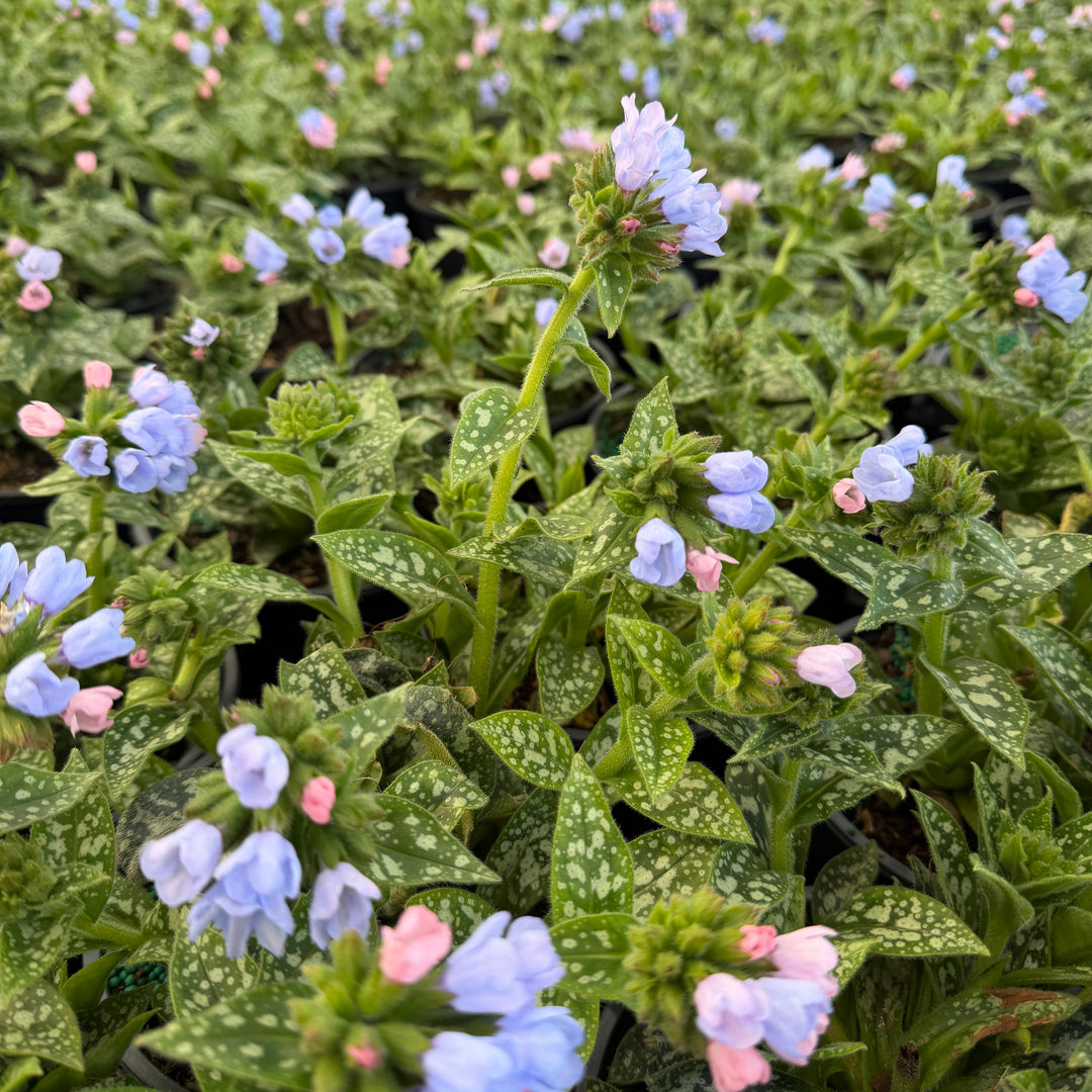 Twinkle toes lungwort|Spotswood Greenery 