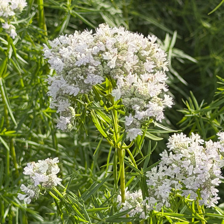 Slender mountain mint |Spotswood Greenery
