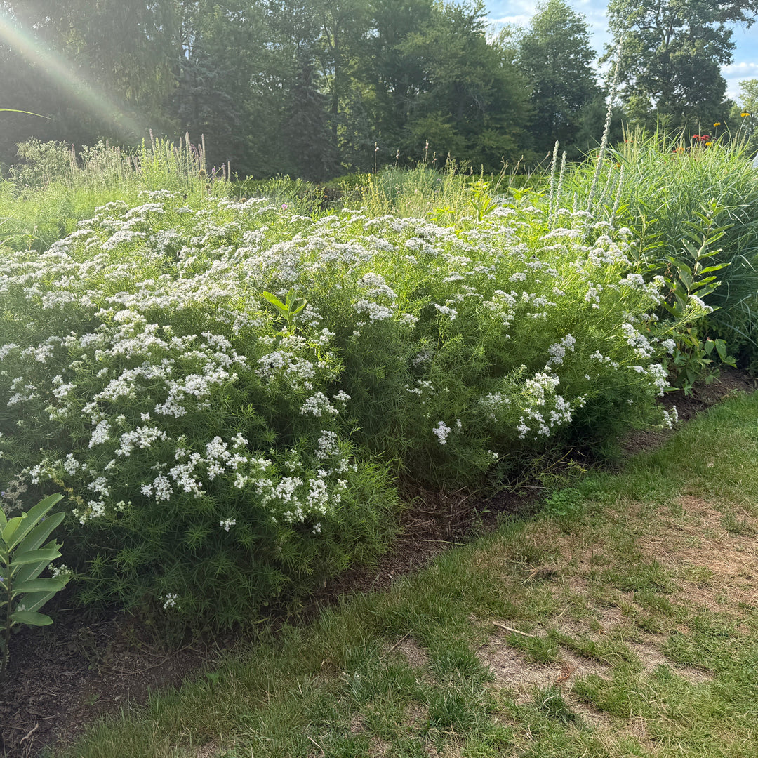 Slender mountain mint |Spotswood Greenery