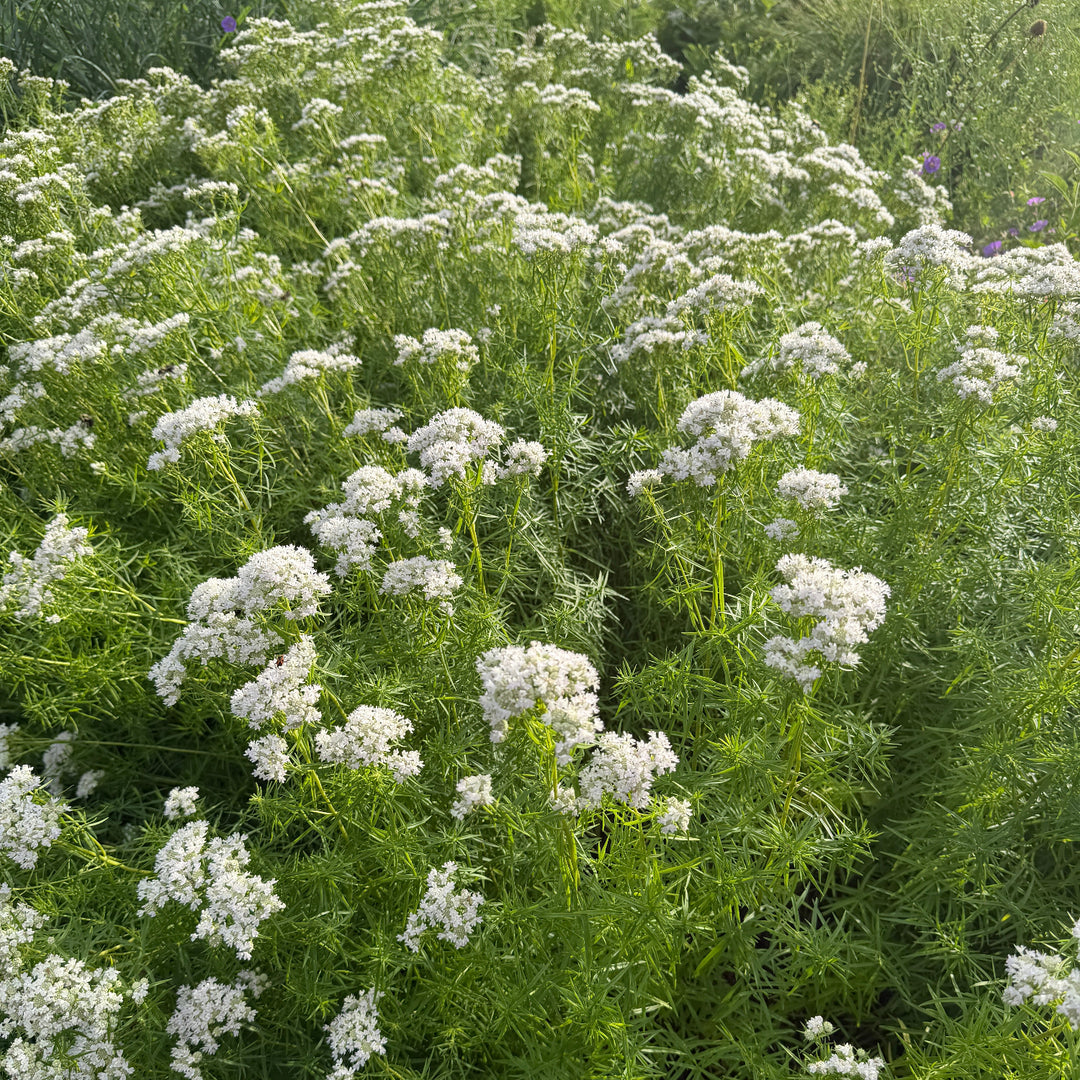 Slender mountain mint |Spotswood Greenery